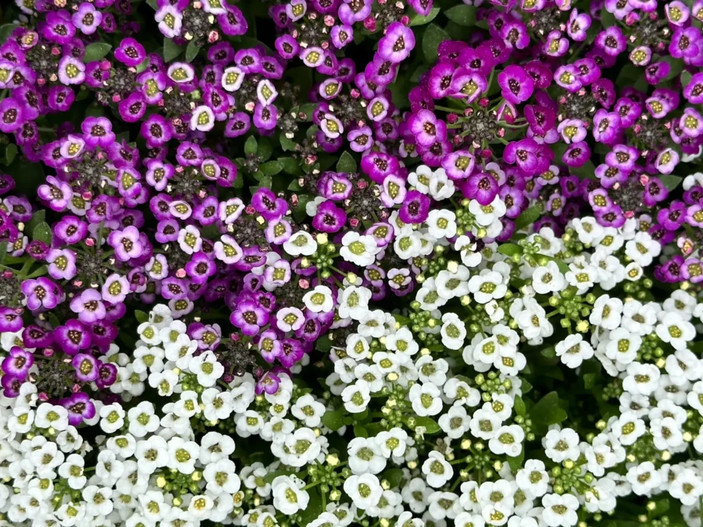 alysson-maritime-violet-blanc-gros-plan