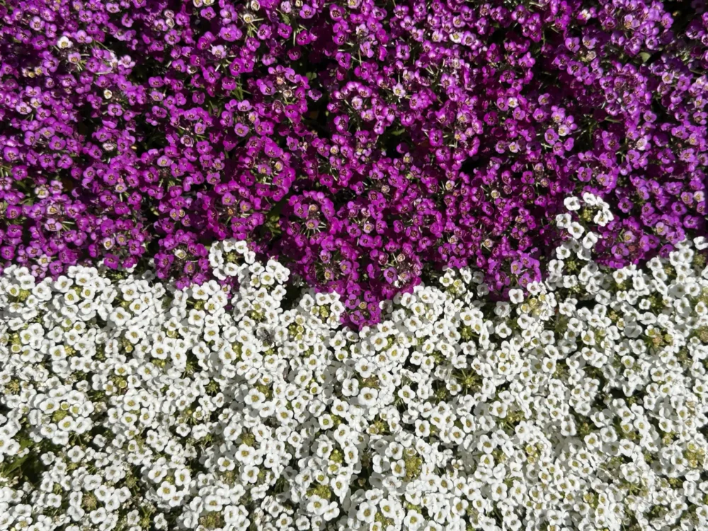 alysson-maritime-violet-blanc
