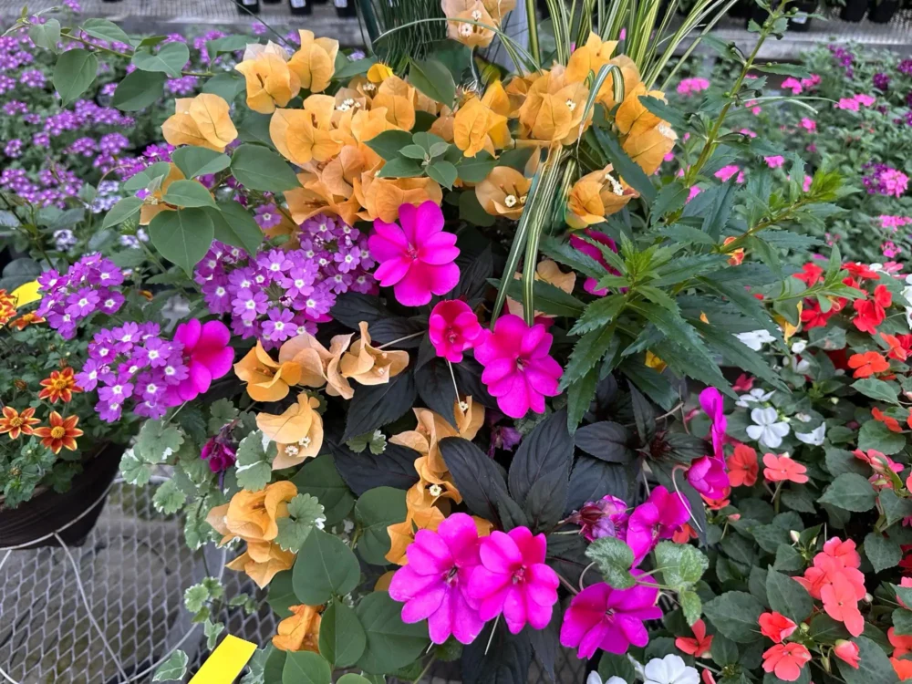 arrangement-begonia-bicolore-lobelie