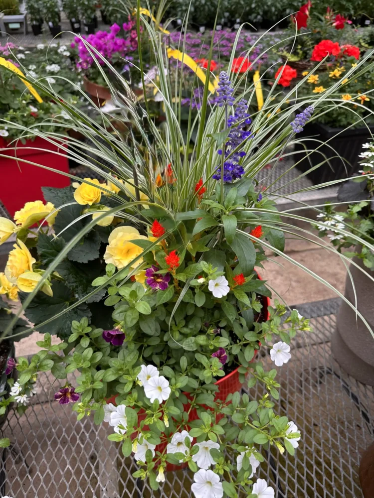 arrangement-begonia-rouge-feuillage-tropical