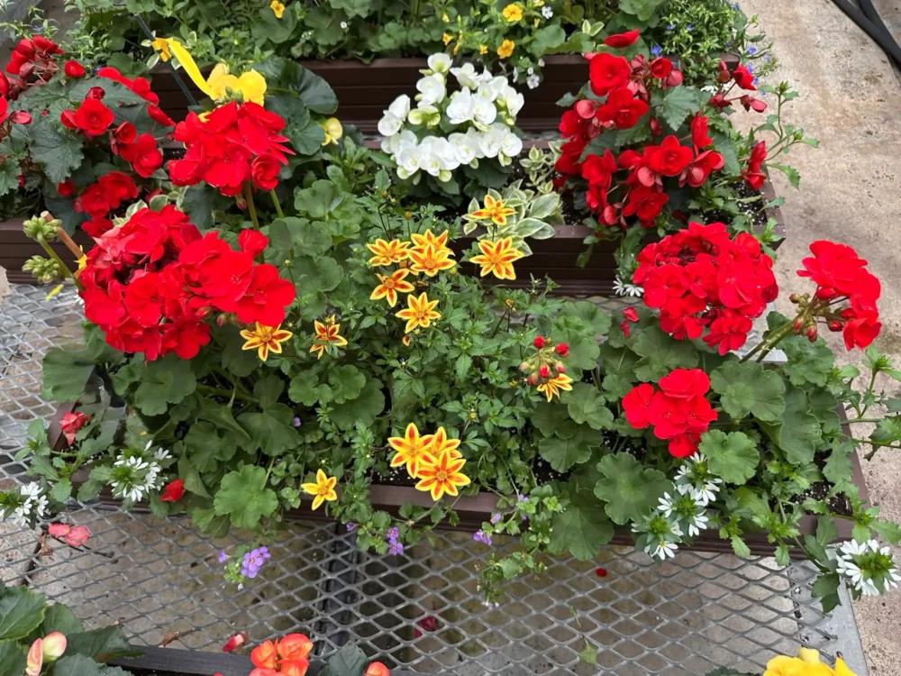 arrangement-dahlia-sauge-euphorbe