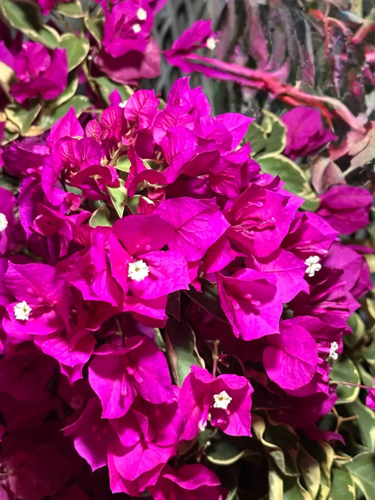 bougainvillier-magenta-panache