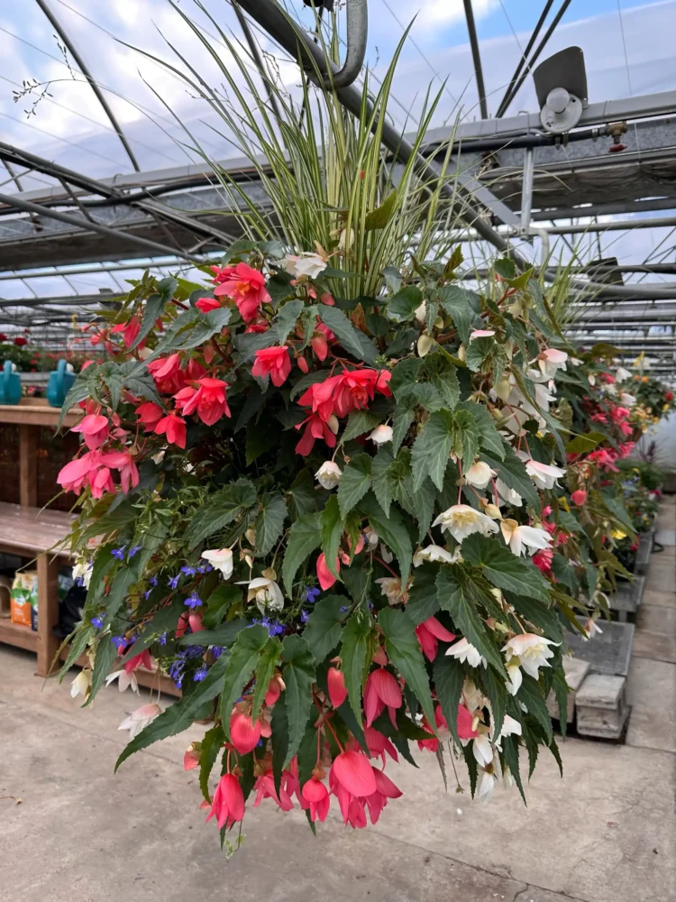 cache-pot-conique-plantes-mixtes