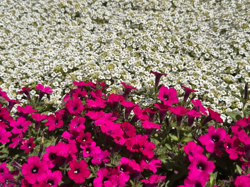 calibrachoa-magenta-alysson-blanc