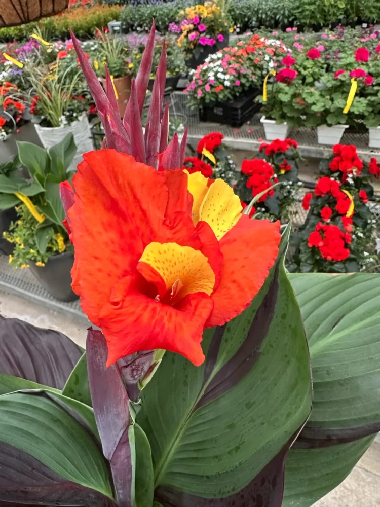 canna-orange