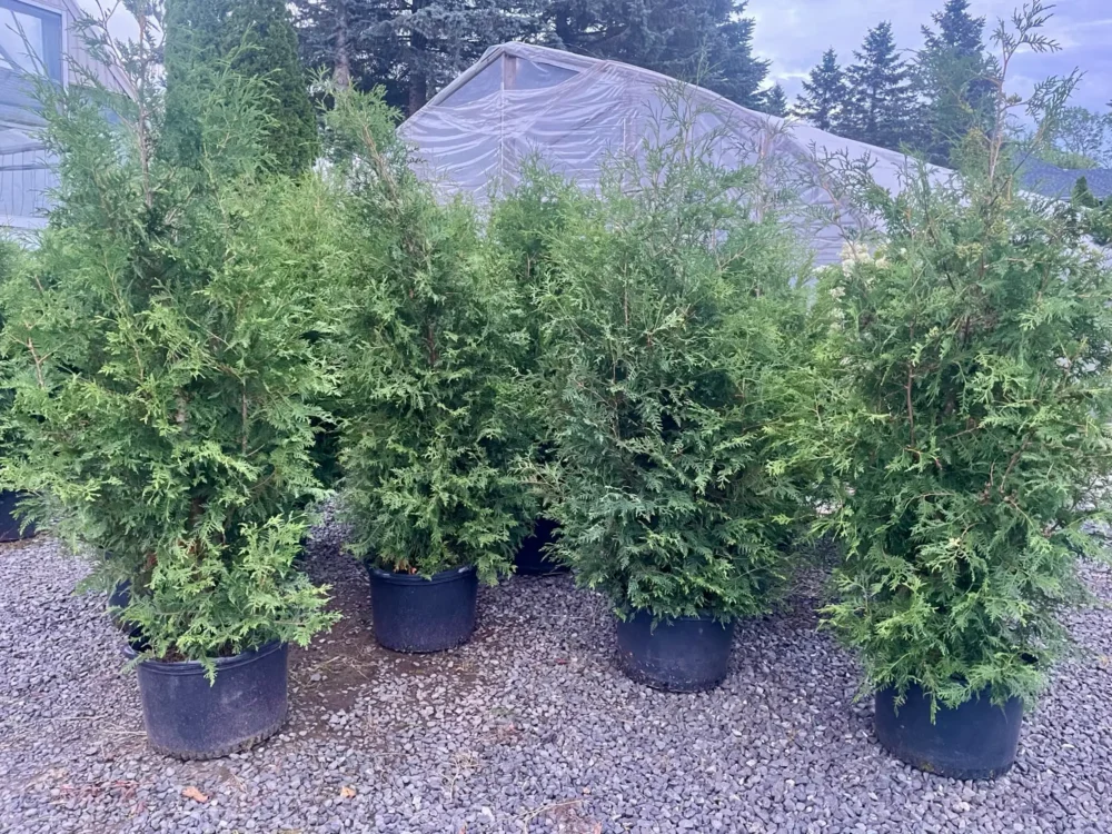 cedres-en-pots-gravier