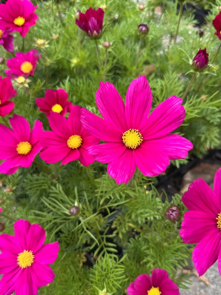 cosmos-rose-fuchsia
