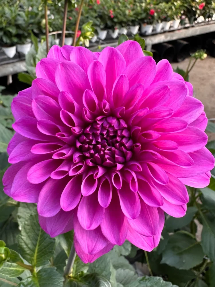 dahlia-magenta-gros-plan