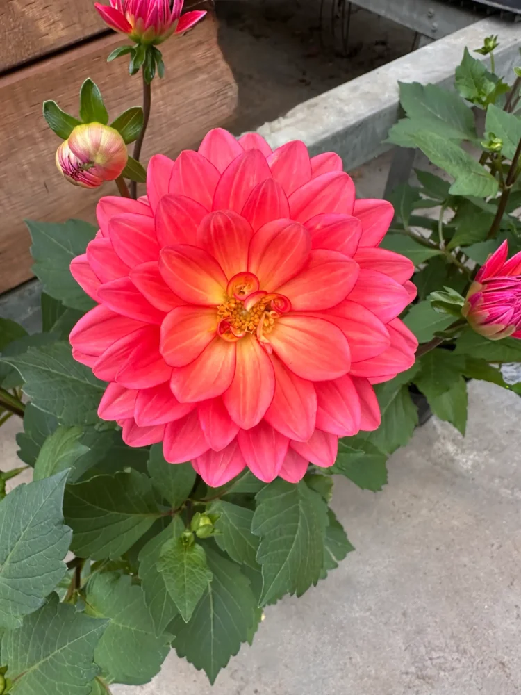 dahlia-rose-corail