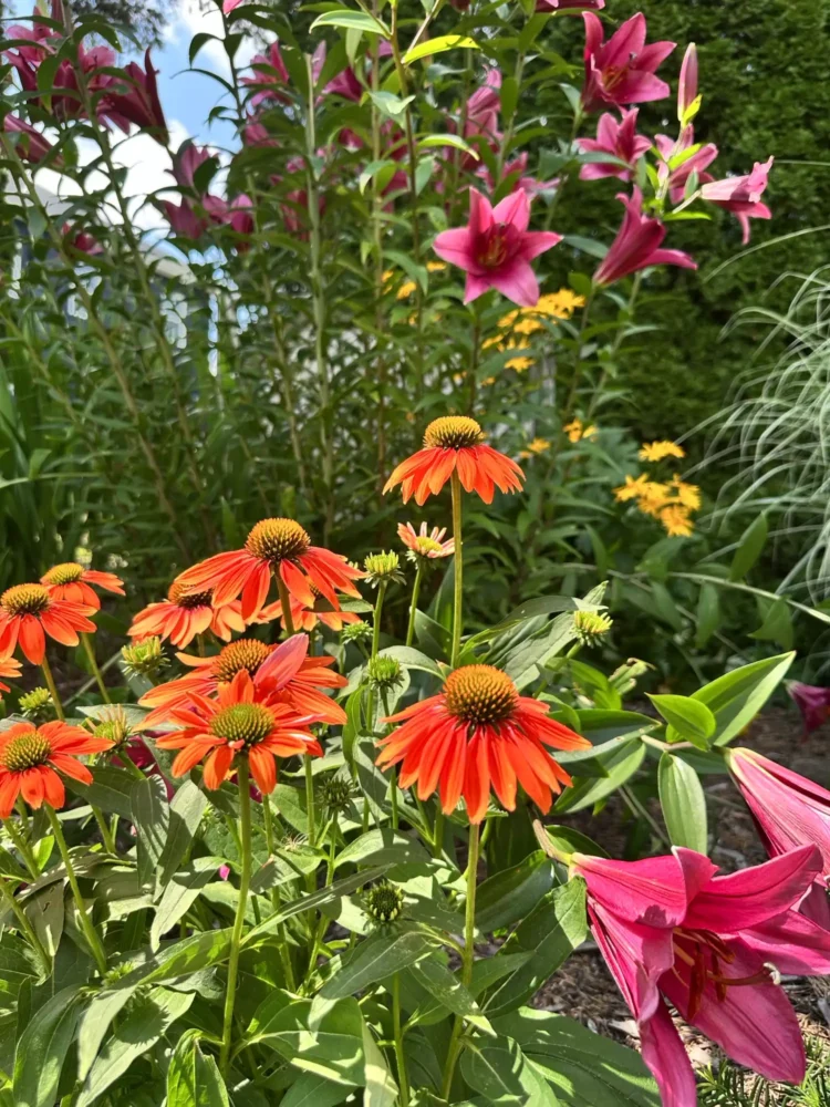 echinacee-orange-lys-roses