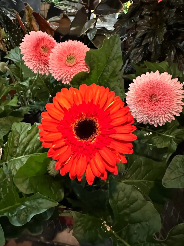 gerbera-orange-rose