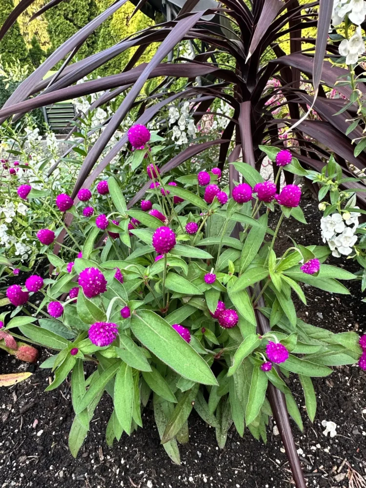 gomphrena-violette