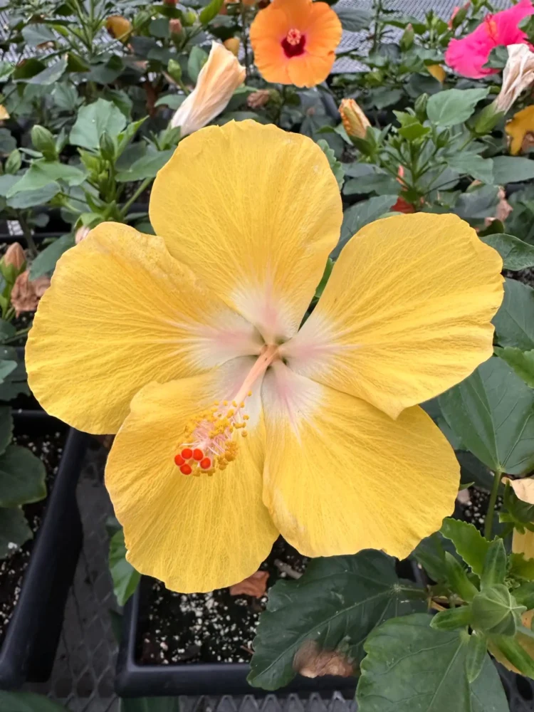 hibiscus-jaune-gros-plan