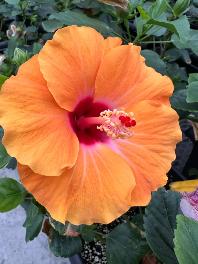 hibiscus-orange-coeur-rouge