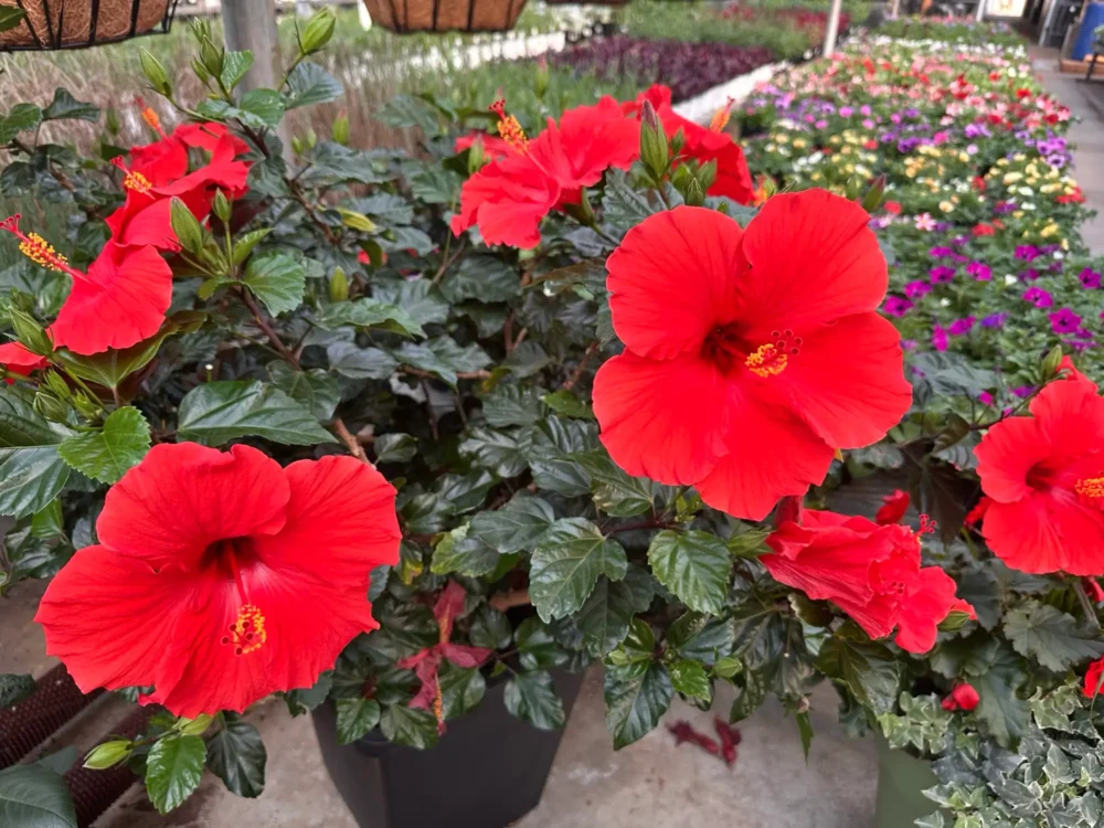 hibiscus-rouge