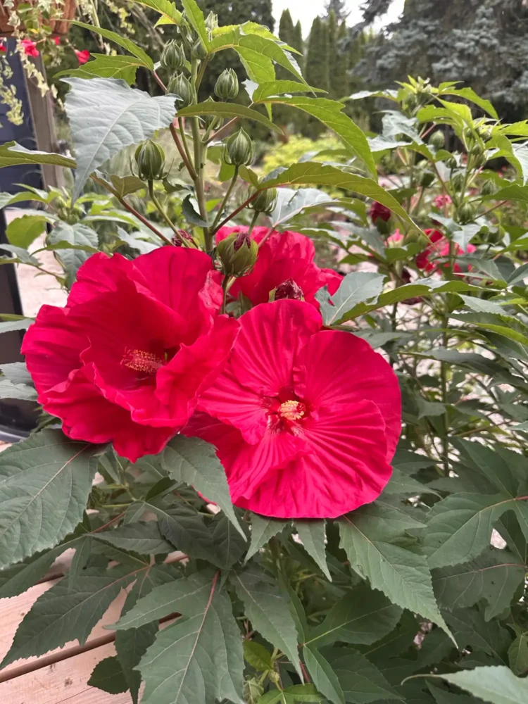 hibiscus-vivace-rouge-geant