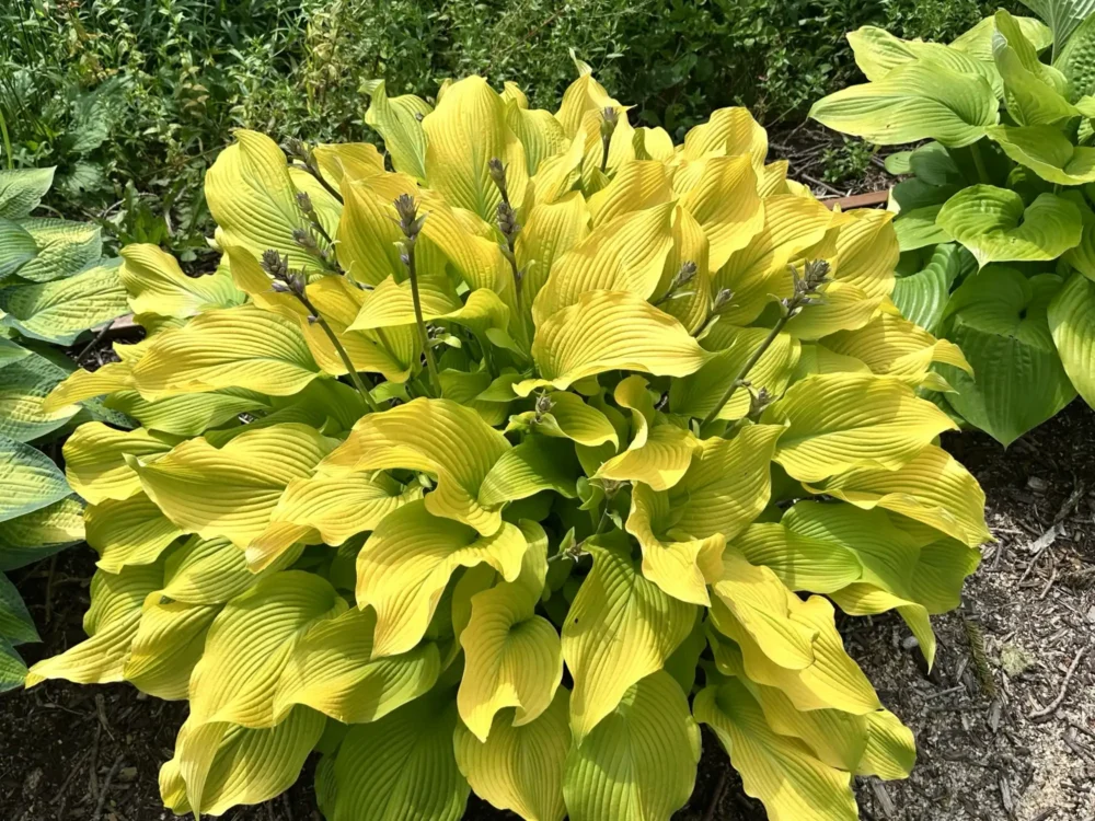hosta-jaune-lime