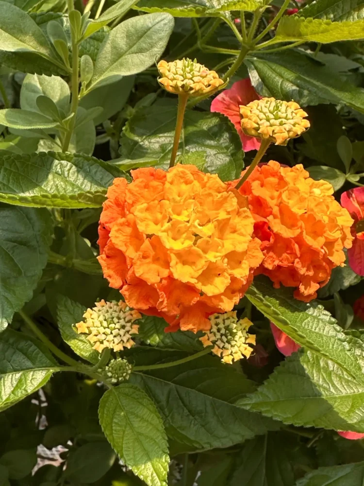 lantana-orange-jaune