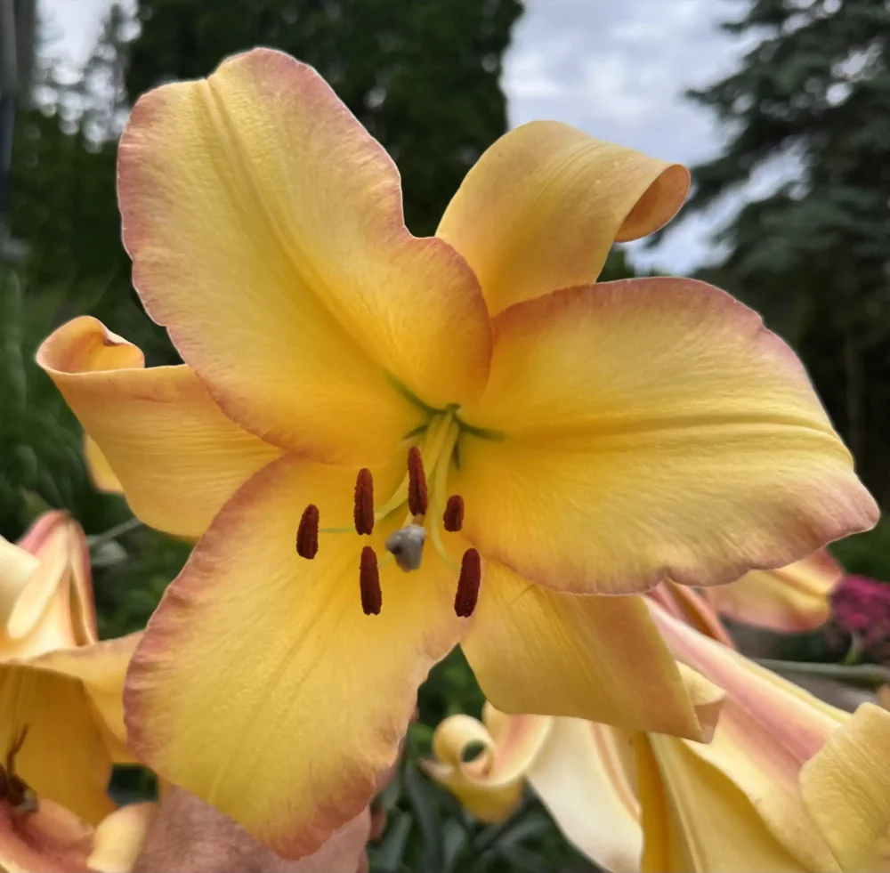 lys-jaune-champagne