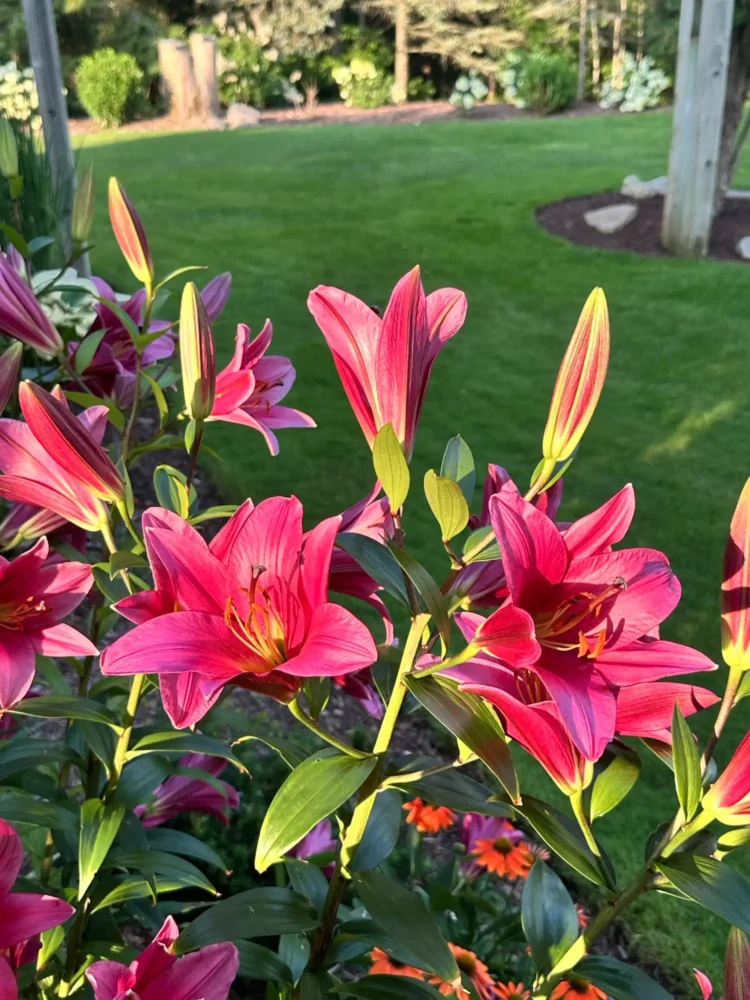 lys-rose
