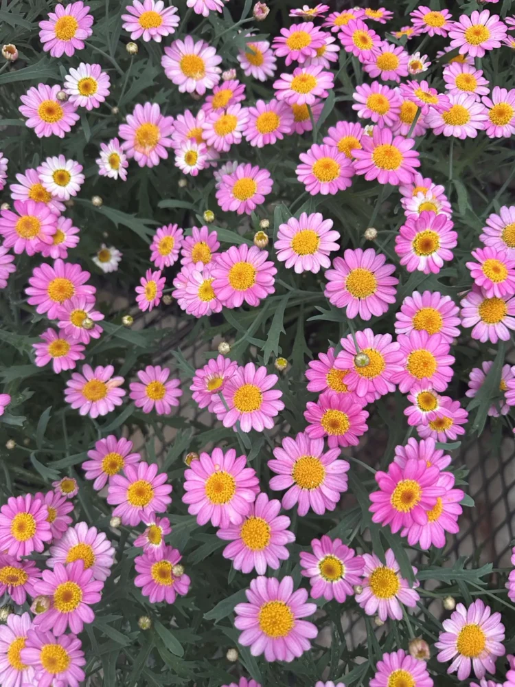 marguerite-rose-argyranthemum