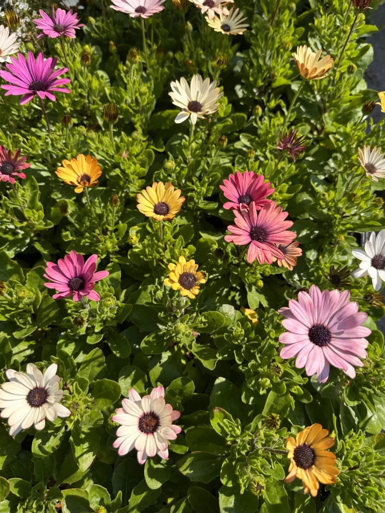 osteospermum-multicolore
