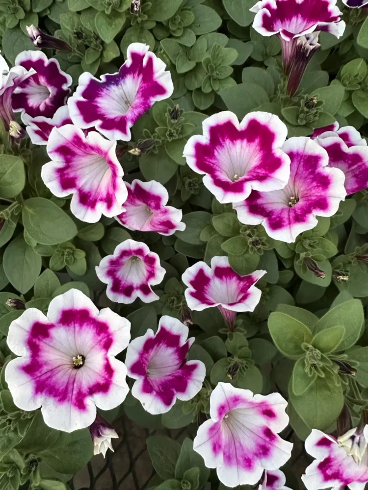 petunia-blanc-magenta