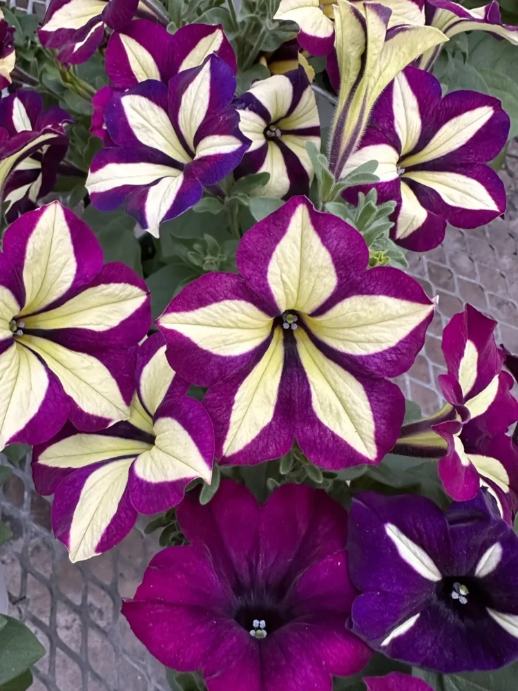 petunia-etoile-violet-creme
