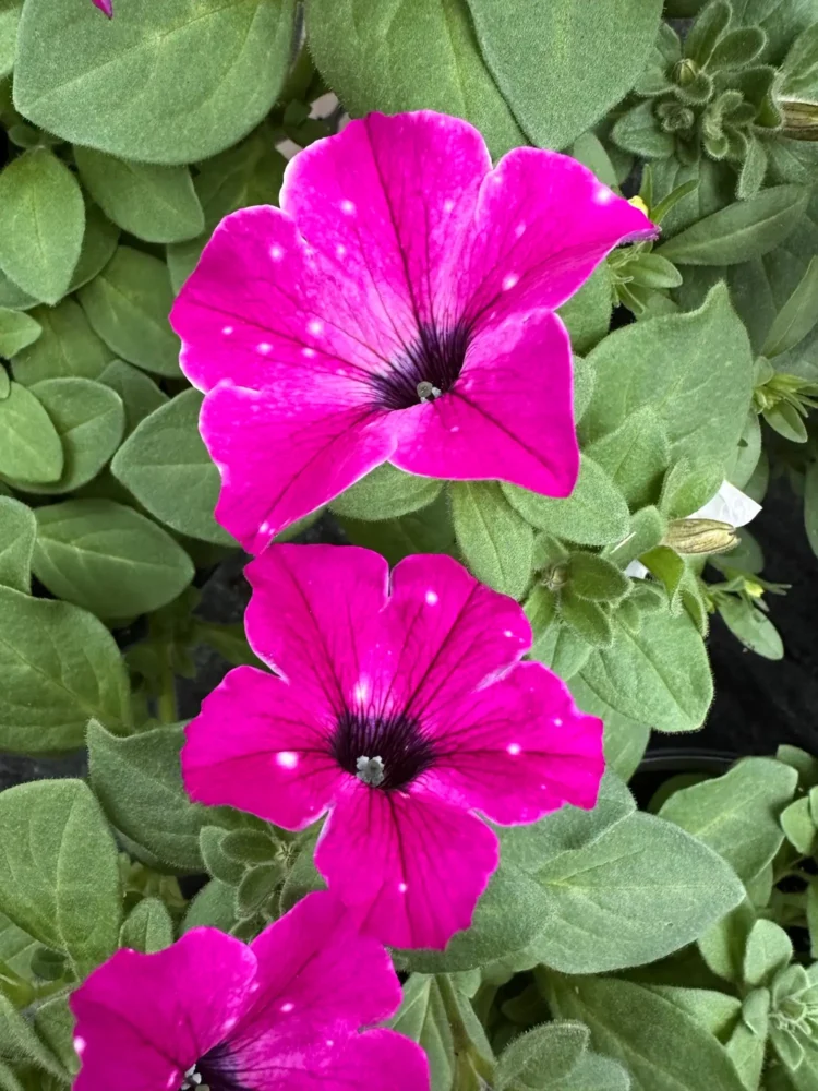 petunia-magenta