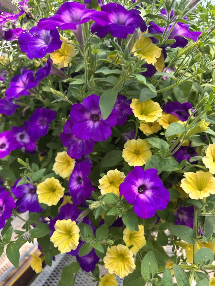 petunia-violet-calibrachoa-jaune