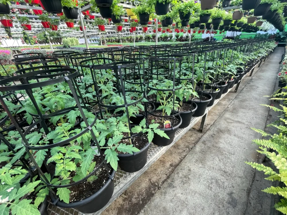 plants-tomates-cages-serre