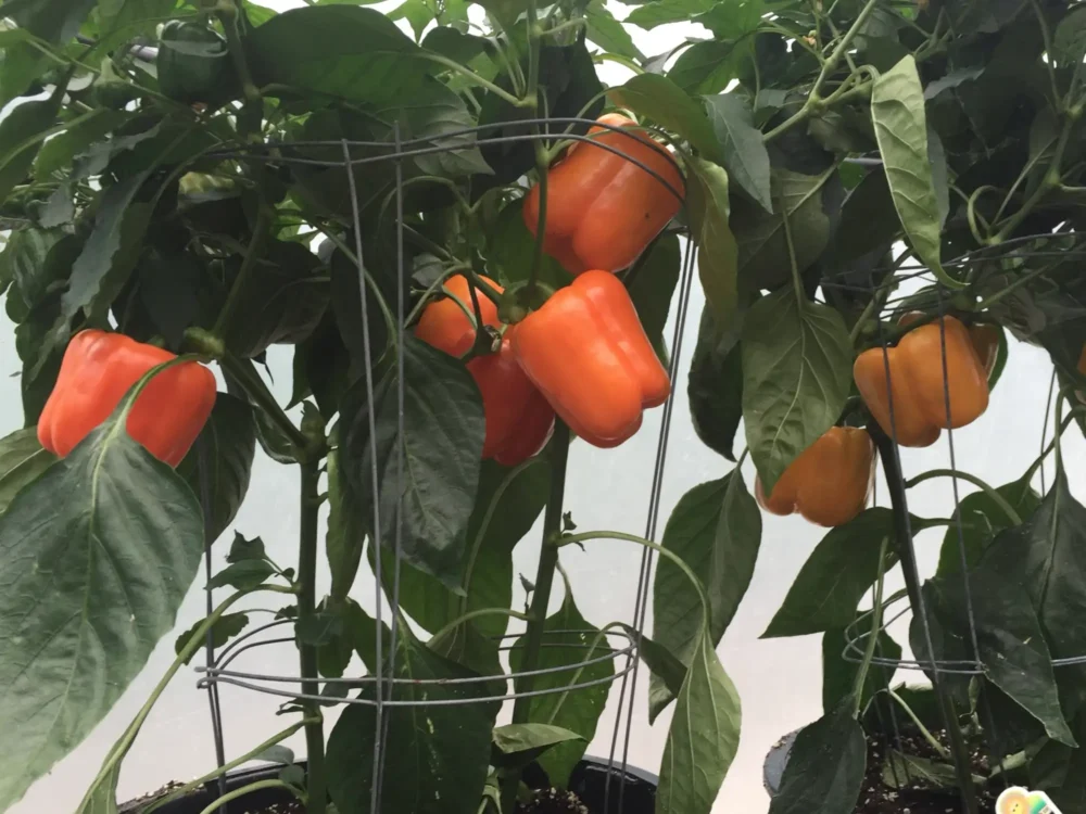poivrons-orange-sur-plant