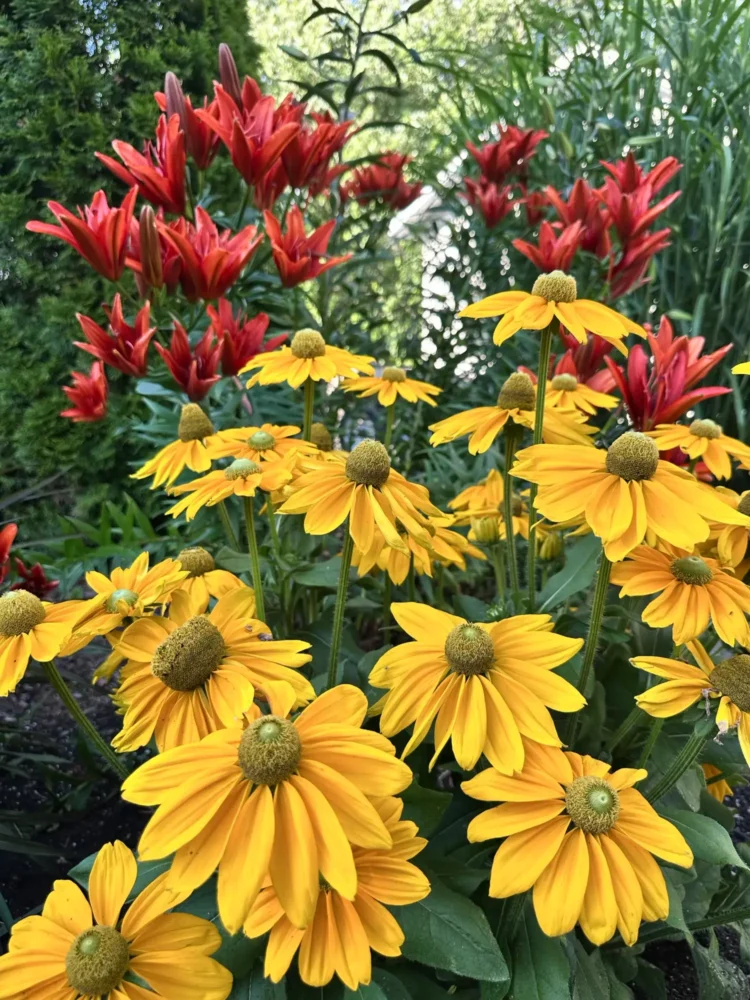 rudbeckie-jaune-lys-rouges