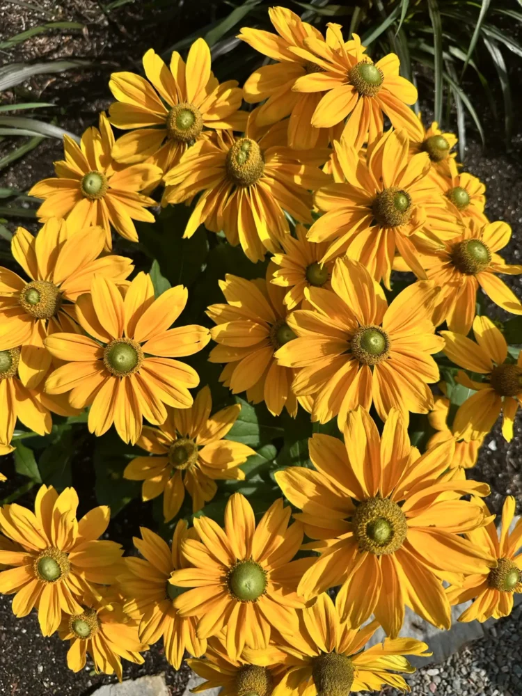 rudbeckie-jaune