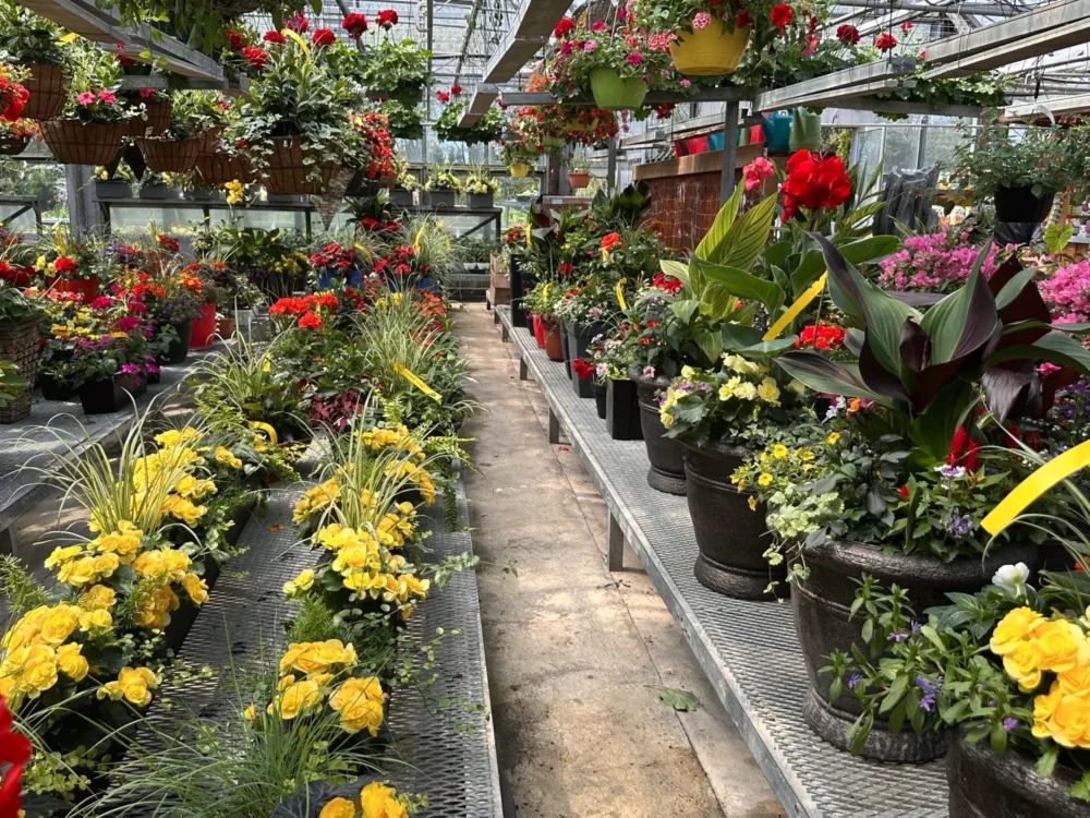 suspension-begonia-feuillage-lime