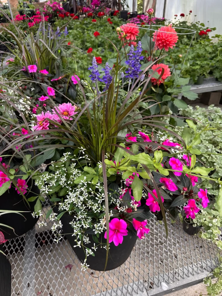 suspension-begonia-retombant-multicolore