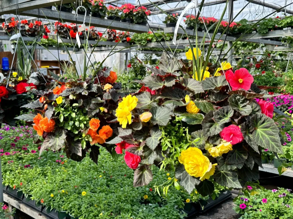 suspension-begonias-jaune-orange-rose