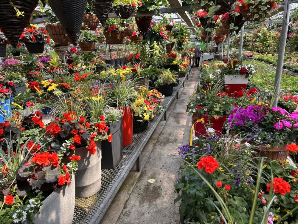 suspension-petunia-violet-calibrachoa-jaune