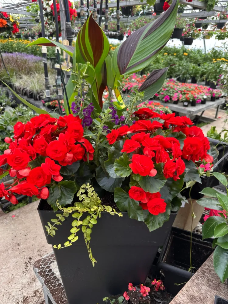 suspensions-fibre-fleurs-mixtes