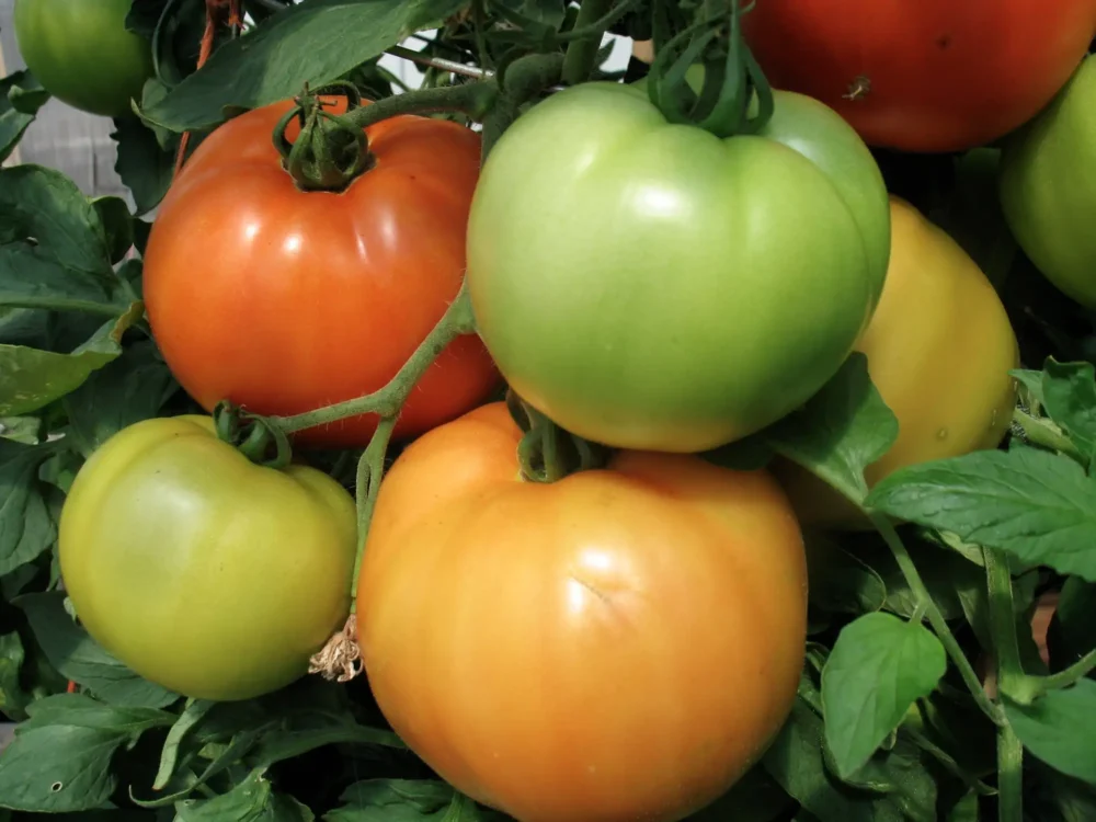 tomates-beefsteak-multicolores