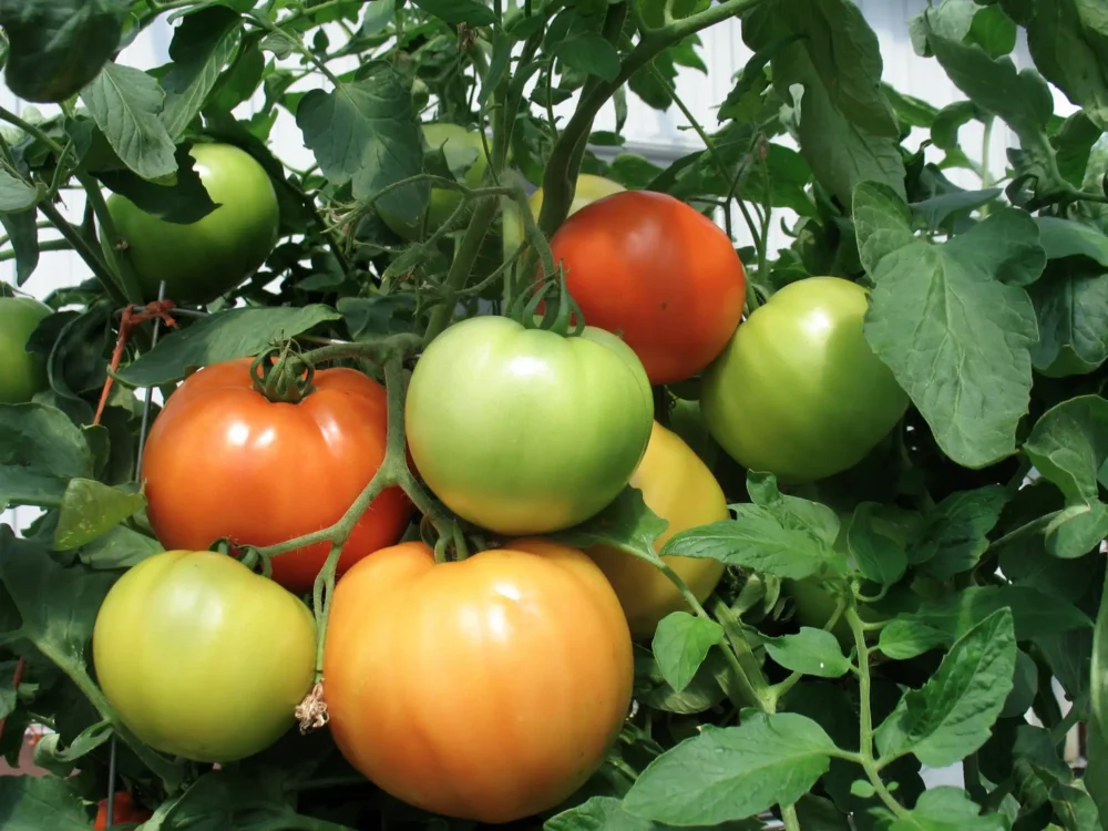 tomates-beefsteak-sur-plant