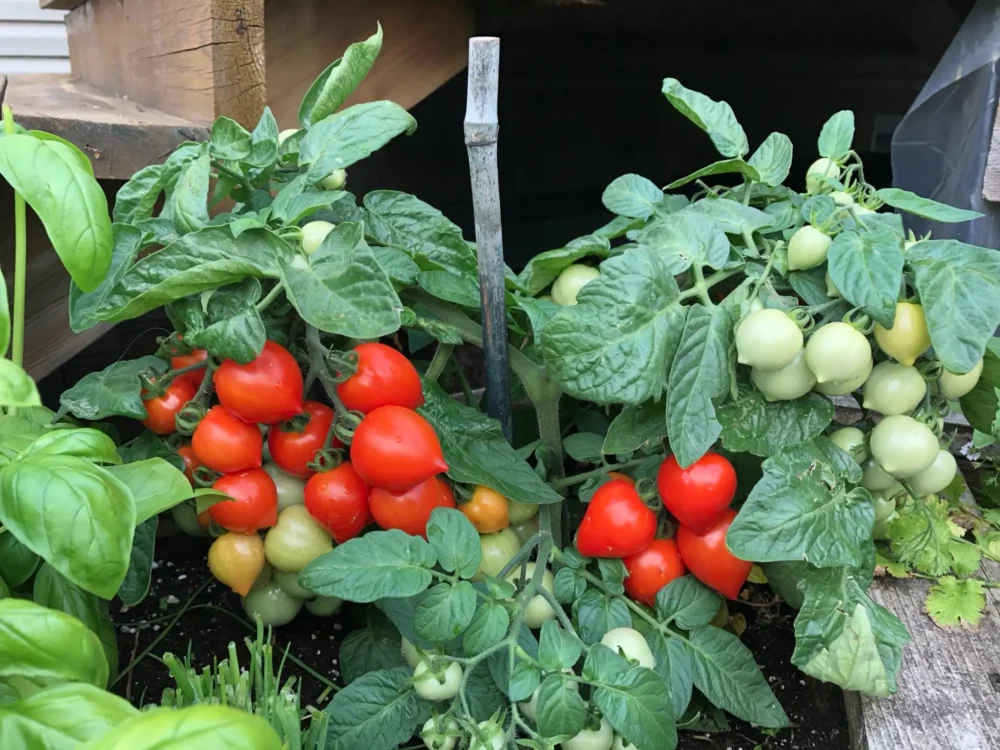 tomates-cerises-rouges-jaunes