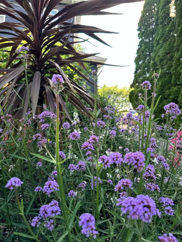 verveine-buenos-aires-cordyline