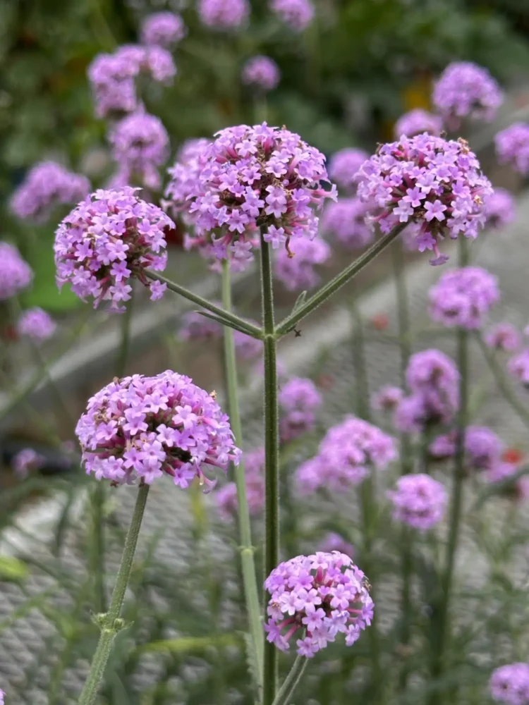 verveine-buenos-aires