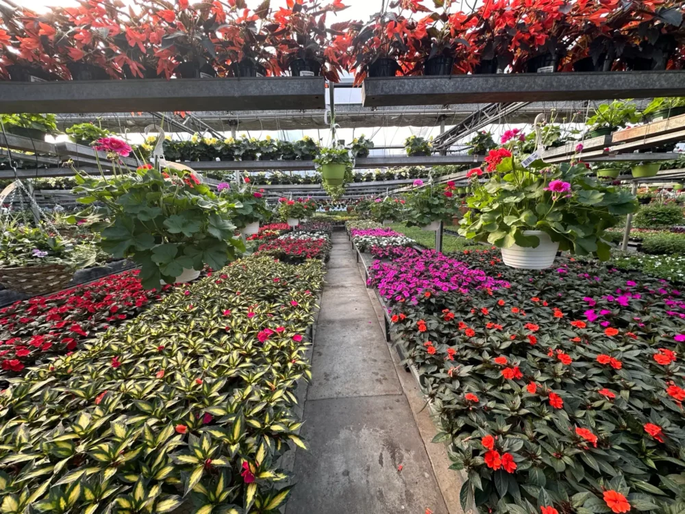 allee-centrale-serre-geraniums-impatiens