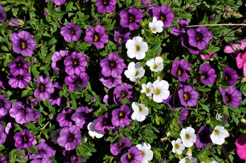 photo-callibrachoa