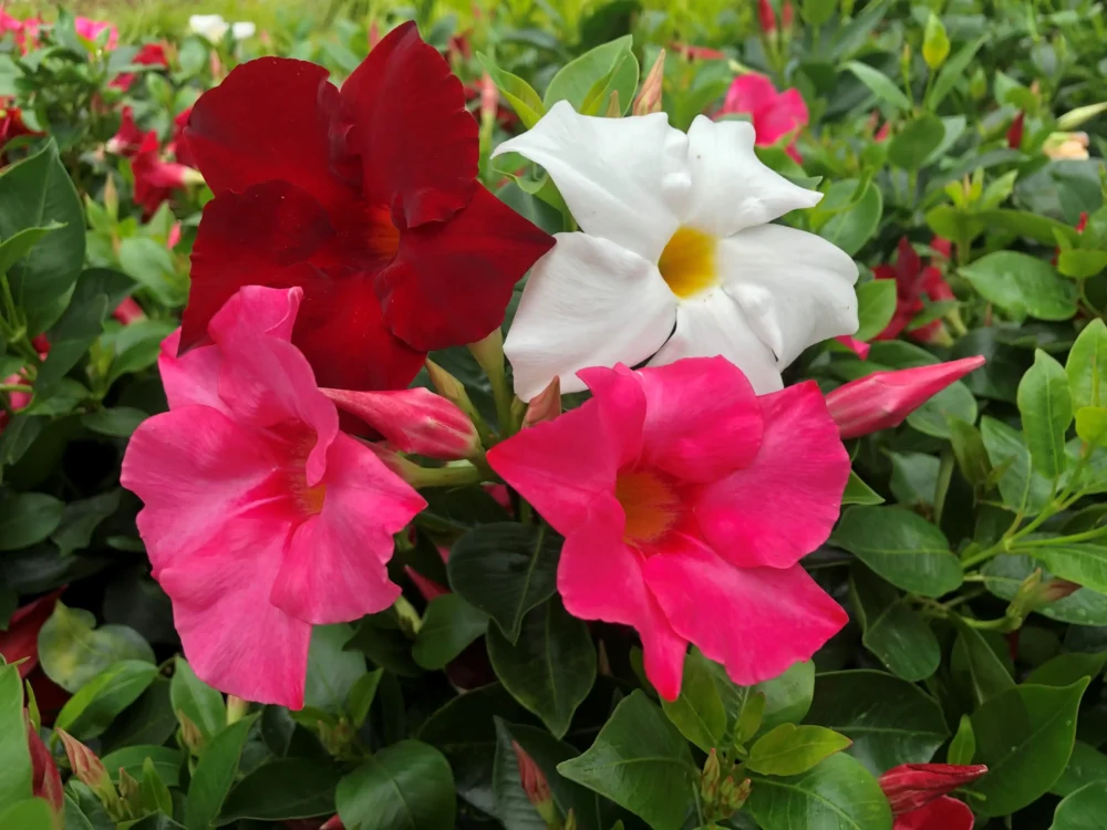 photo-dipladenia