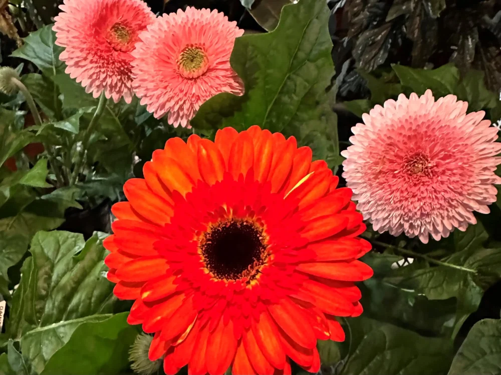 photo-gerbera