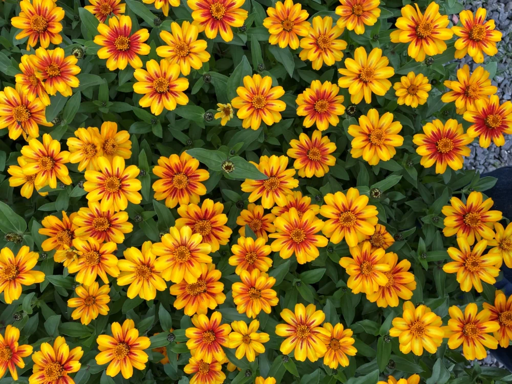 photo -zinnia