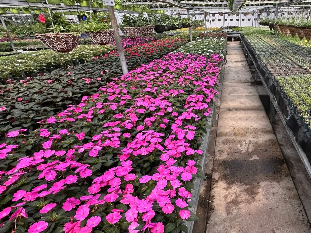 tablees-impatiens-en-serre